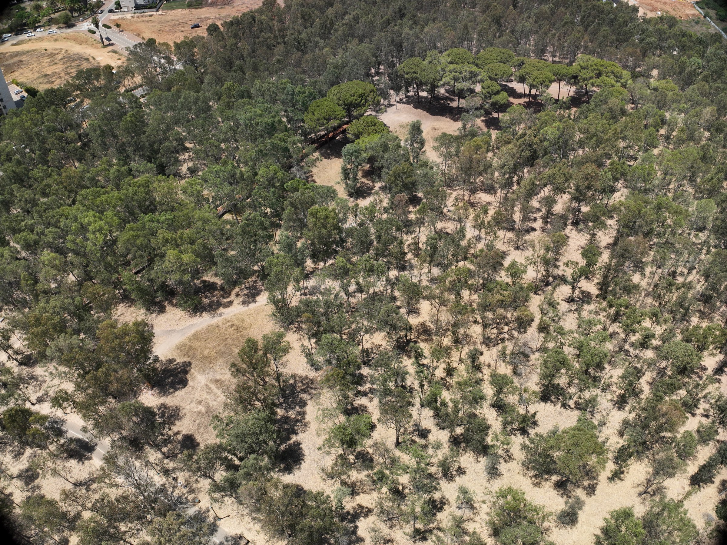 Sergeants Grove: Tree-Level Forest Survey